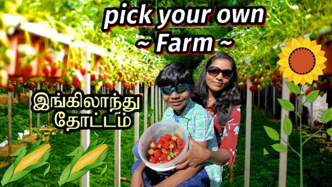 🍓🌽 இங்கிலாந்து பழம் & காய்கறி தோட்டம்| England Fruit & veg farm tour| PYO Copas| UK TAMIL vlog