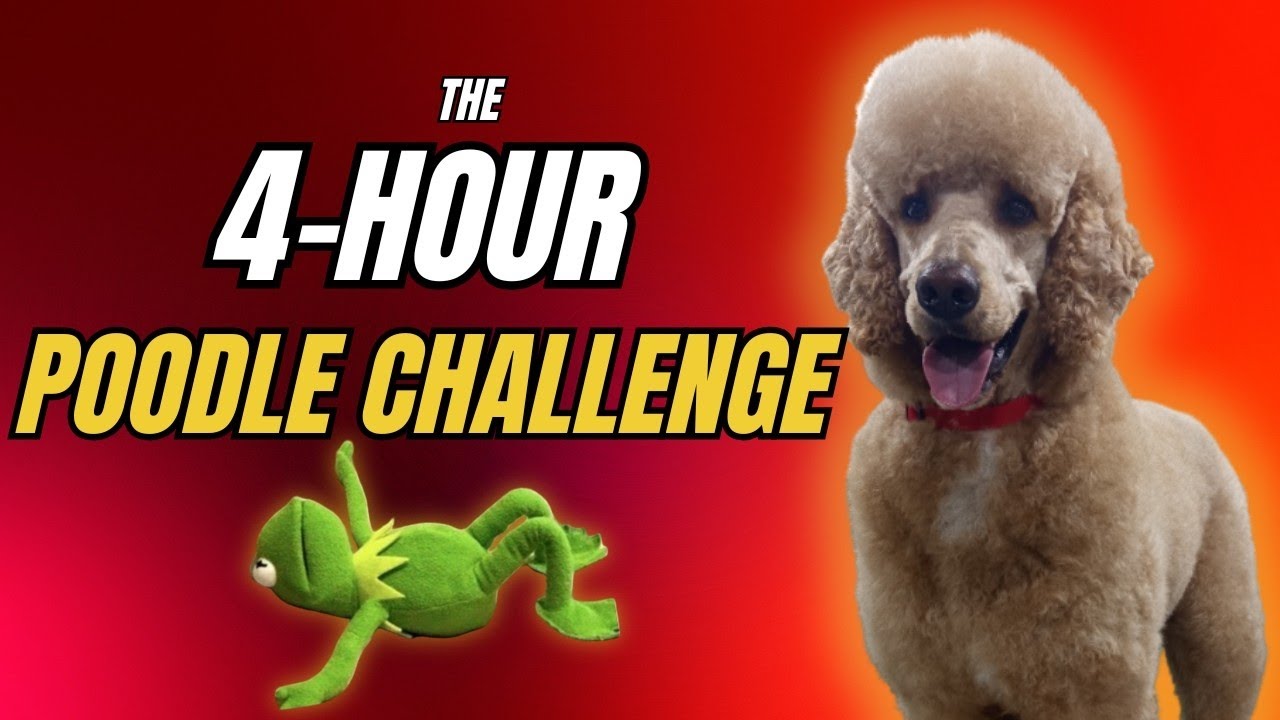 First Time Grooming a Huge Standard Poodle! 🐩 Bruno’s Transformation