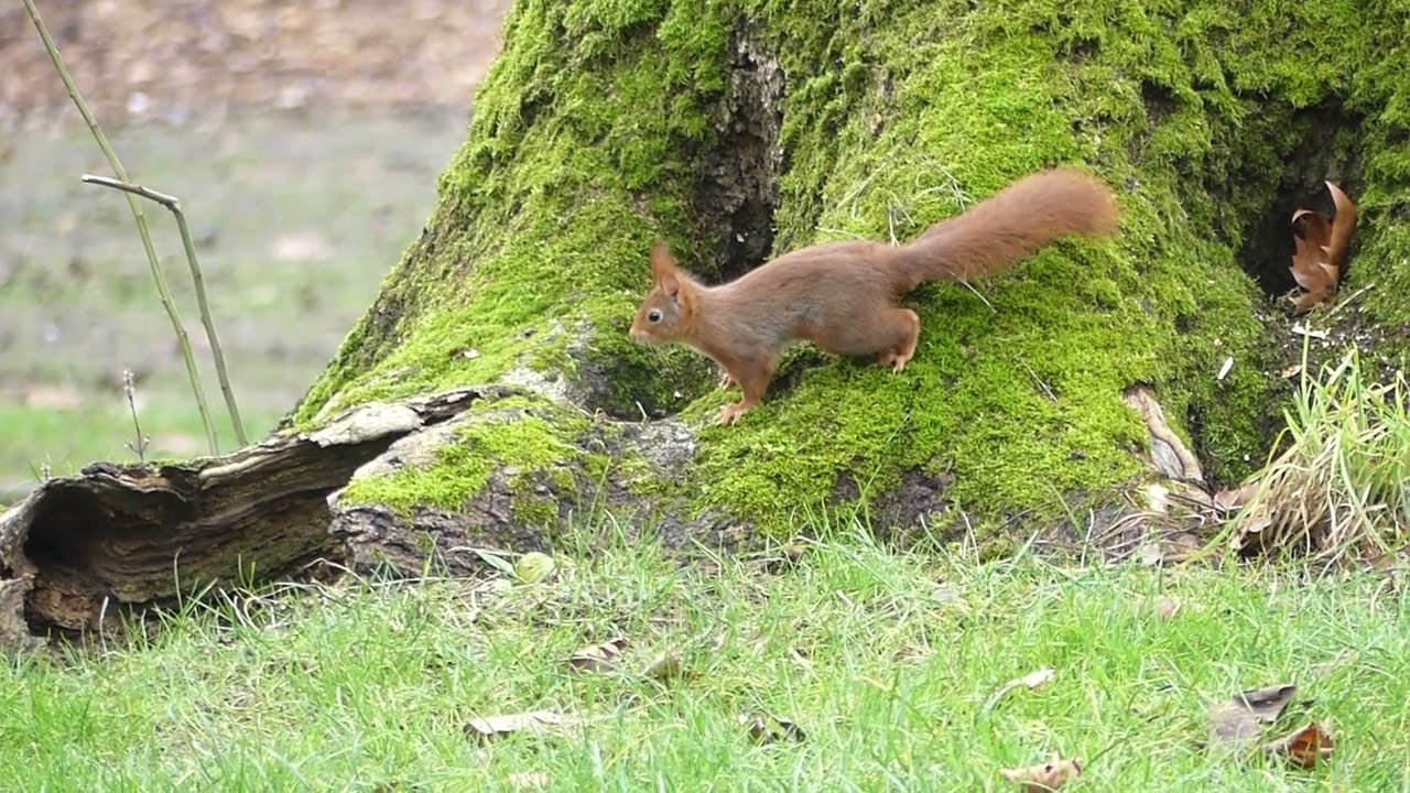 Ecureuil roux au parc communal - #Biodiversité à Mouscron - reportage #lppdle