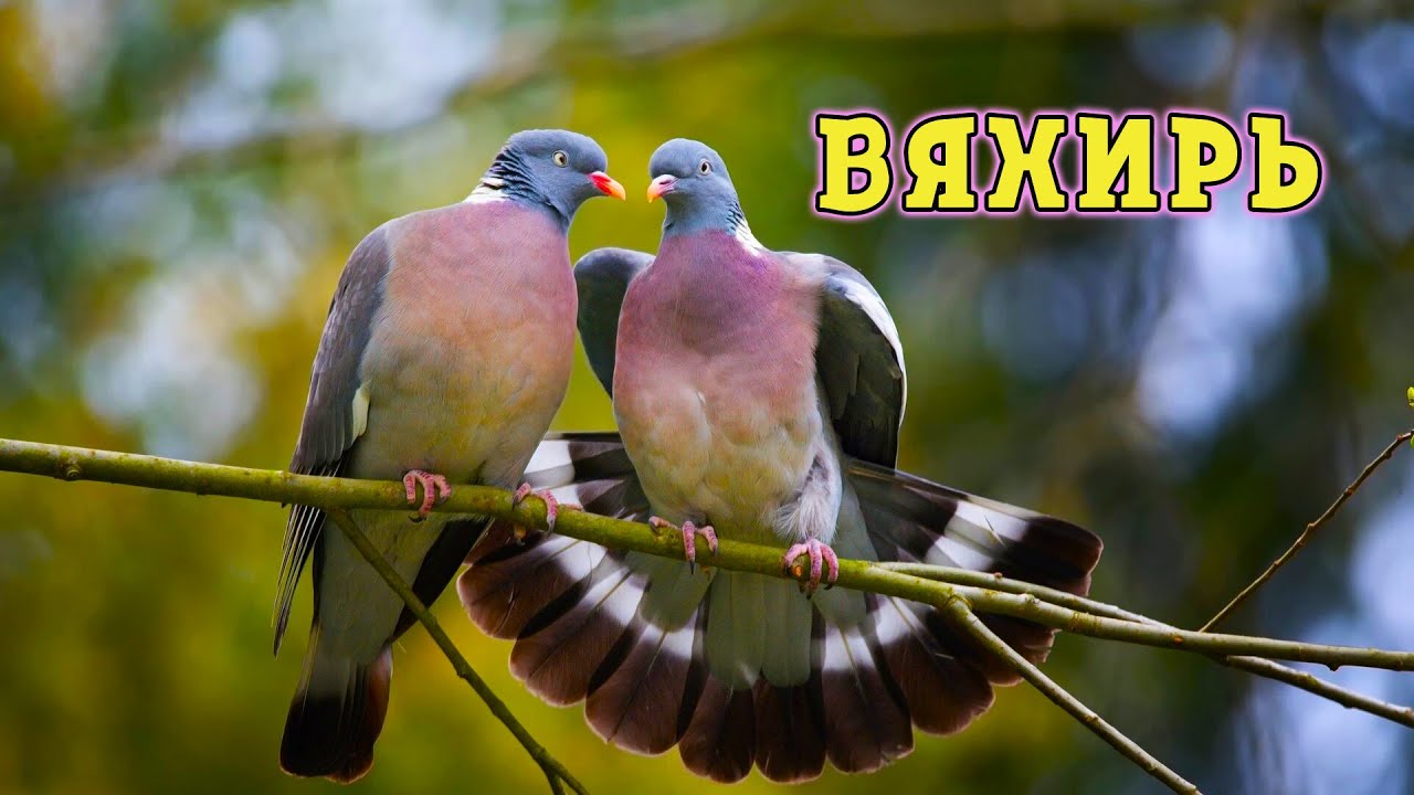 Вяхирь. Скрытный красавец лесов.