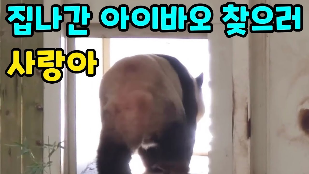 집나간 아이바오 찾으러 가는 러바오 루아바오 후이바오 에버랜드 세컨하우스 판다월드 