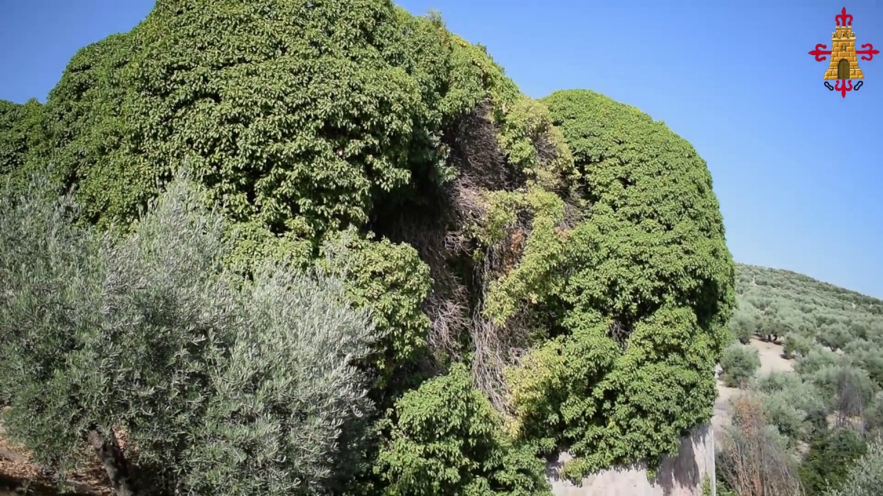 Molino El Cubo de Torredonjimeno