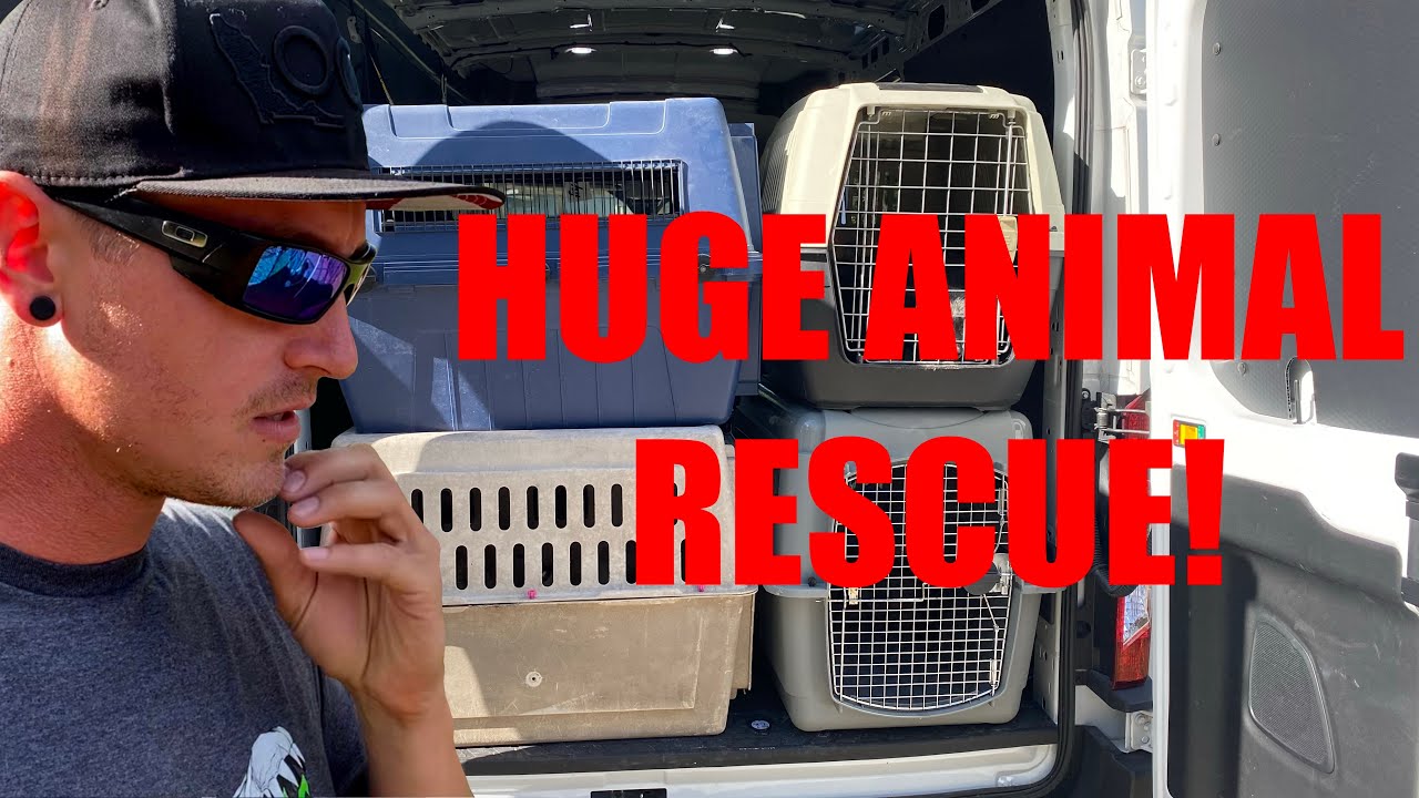 HUGE ANIMAL RESCUE!!!
