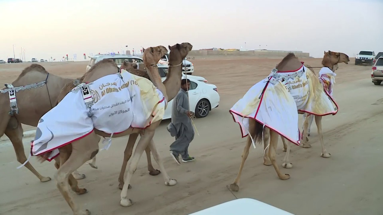 قناة الواحة تقدم مسيرة الذيبة / عزبة الطايلات لمالكها ملك الست علي بن هياي المنصوري