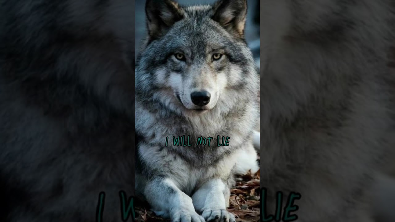 Red wolves ❤️ [ #therian #redwolf #theriotypes  #therianpride ]