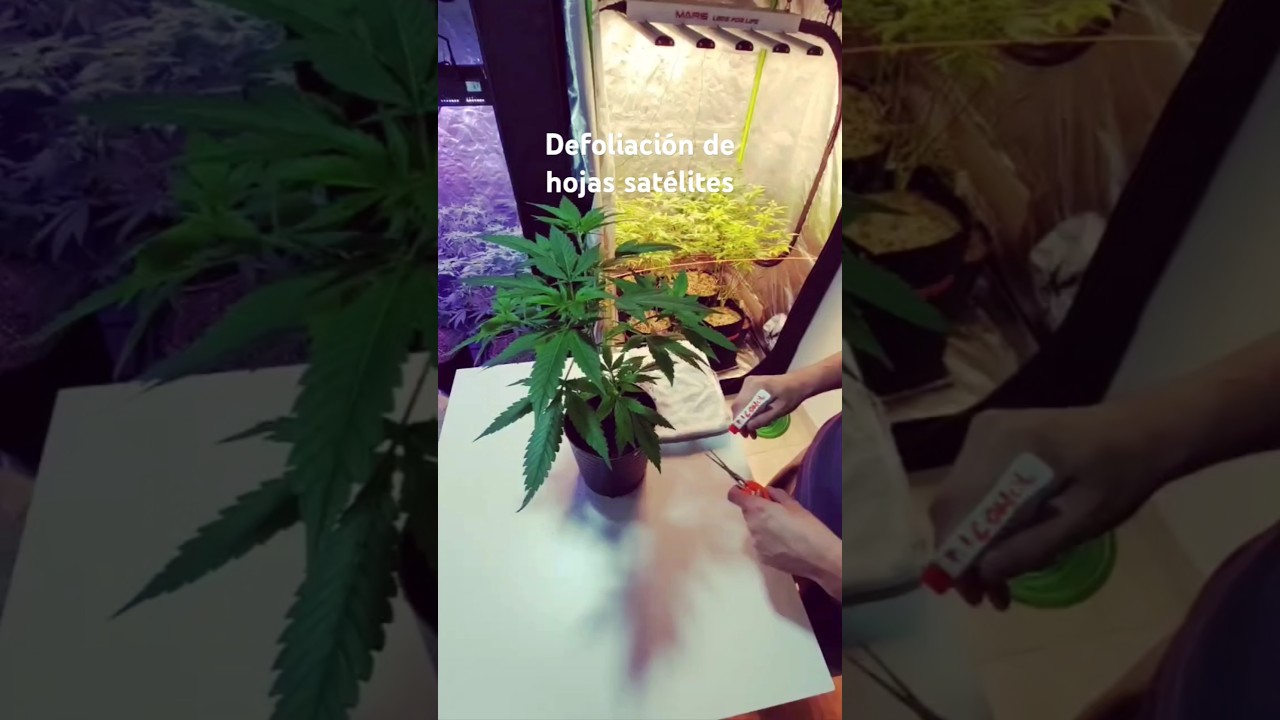 Defoliaci&oacute;n t&eacute;cnica que consiste en cortar/podar las hojas grandes de la planta, llamadas sat&eacute;lites