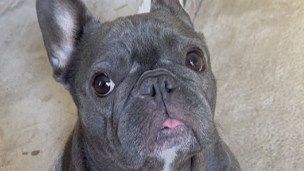 RESCUE PUPPY TRANSFORMS WOMAN WHO SWORE SHE'D NEVER GET A DOG