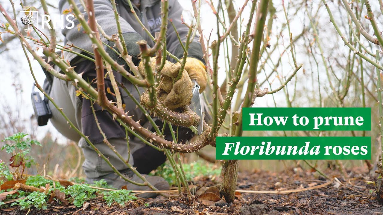 How to prune Floribunda roses | The RHS