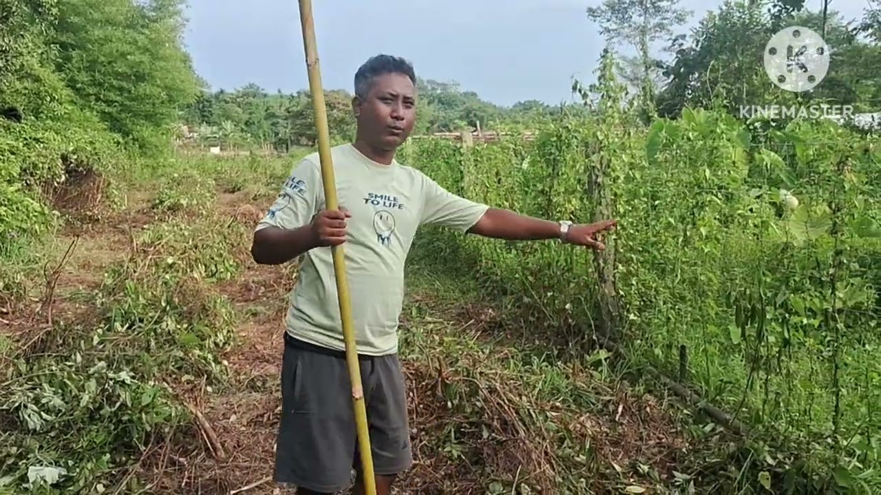 Rad chandalwood  plantetion in assam  choraideo (contact =7086160808####evergreen assam.