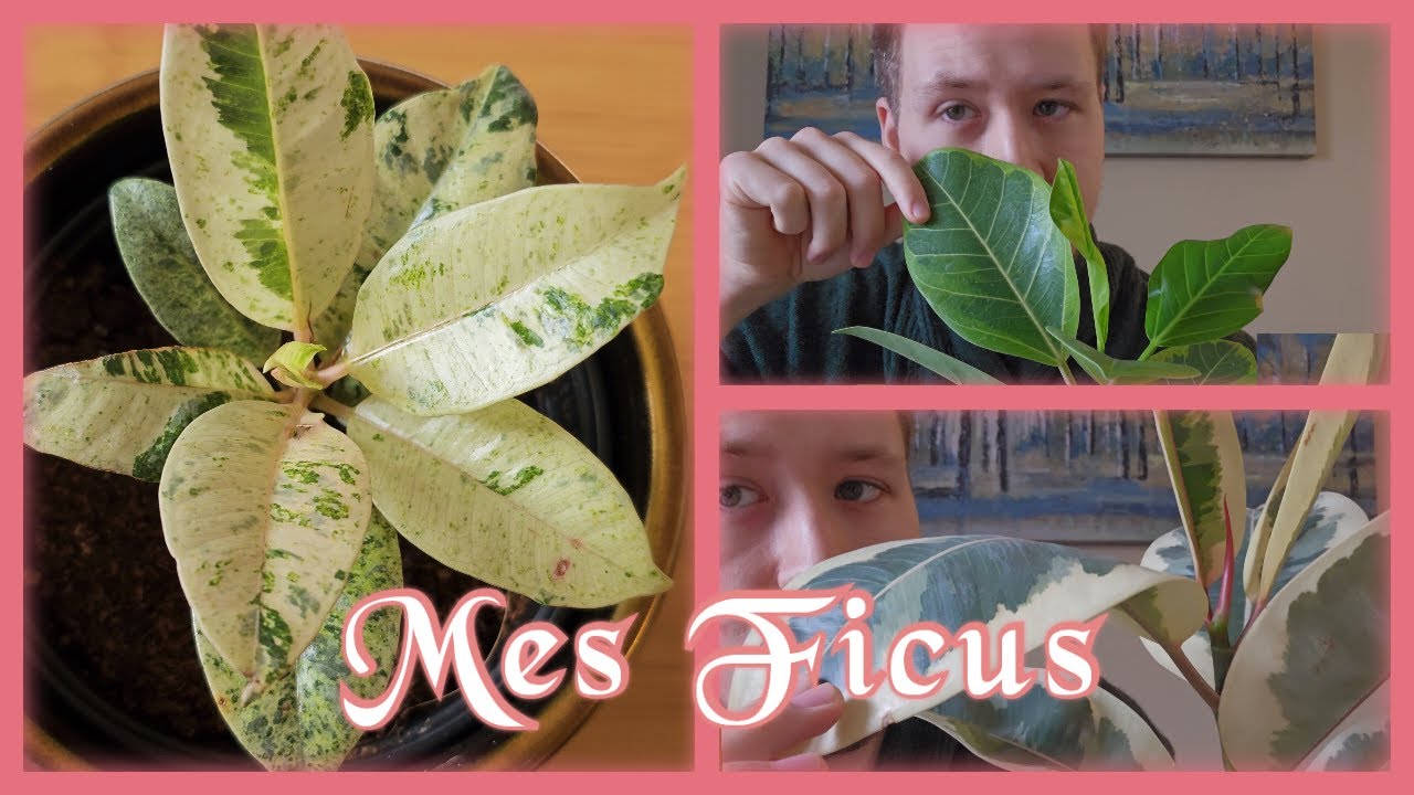 Ma Collection de FICUS