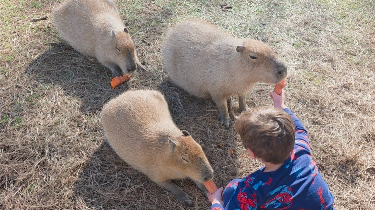 Capybara Nation Daily Combo Today