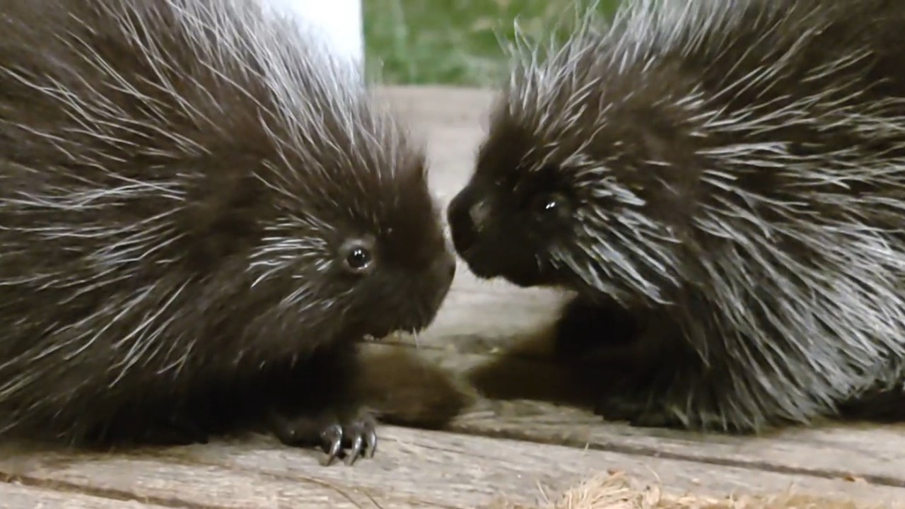 Pickle Meets Willow