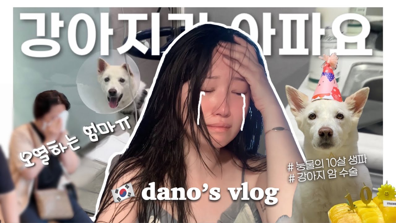 한중커플ㅣ🇰🇷 급하게 다녀온 한국 vlogㅣ백호가 아파요💦ㅣ숨겨왔던 나의 sad 스토리ㅣ강아지 종양 수술ㅣ10년은 너무 짧잖아요