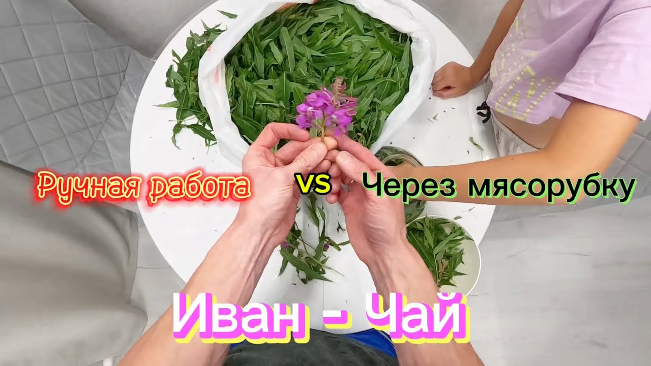 Заготовка Иван-Чая. От момента сбора до пробы.
