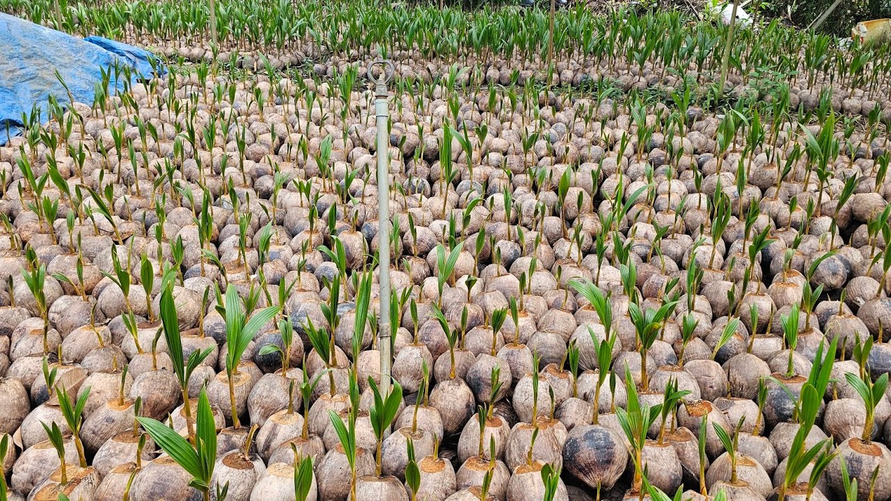 Giống dừa trồng mau cho trái nhất hiện nay 