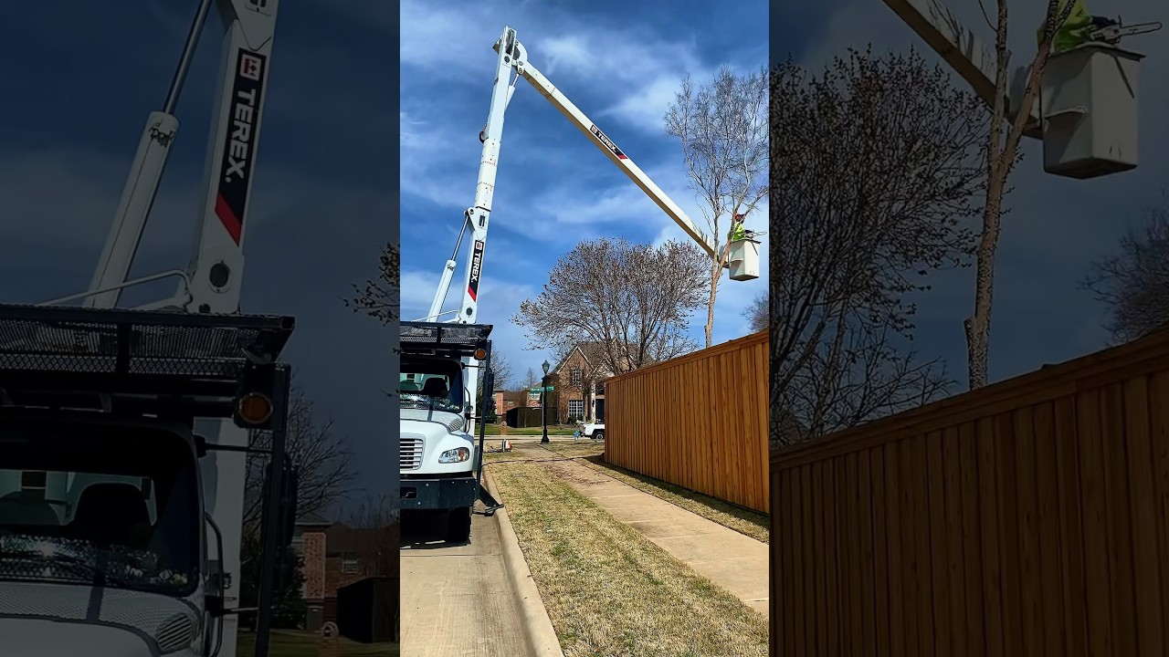 Effortless Tree Removal (Bucket Truck)