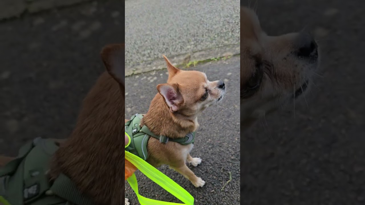Taking Dobby for a bark