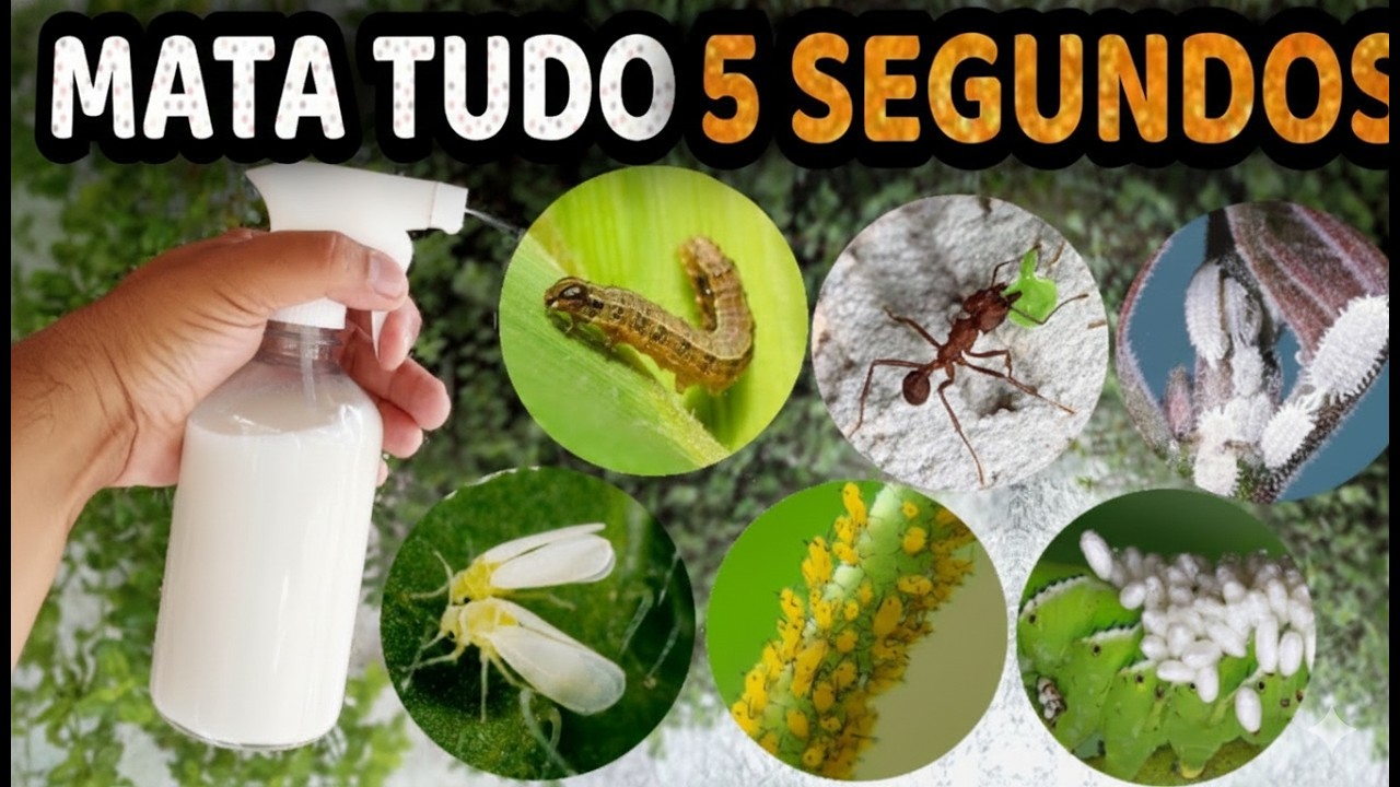 MATA Pulgão, Cochonilha, Formiga, Lagarta, Mosca Branca, Ácaro, Trips (Não Gasta Nada)