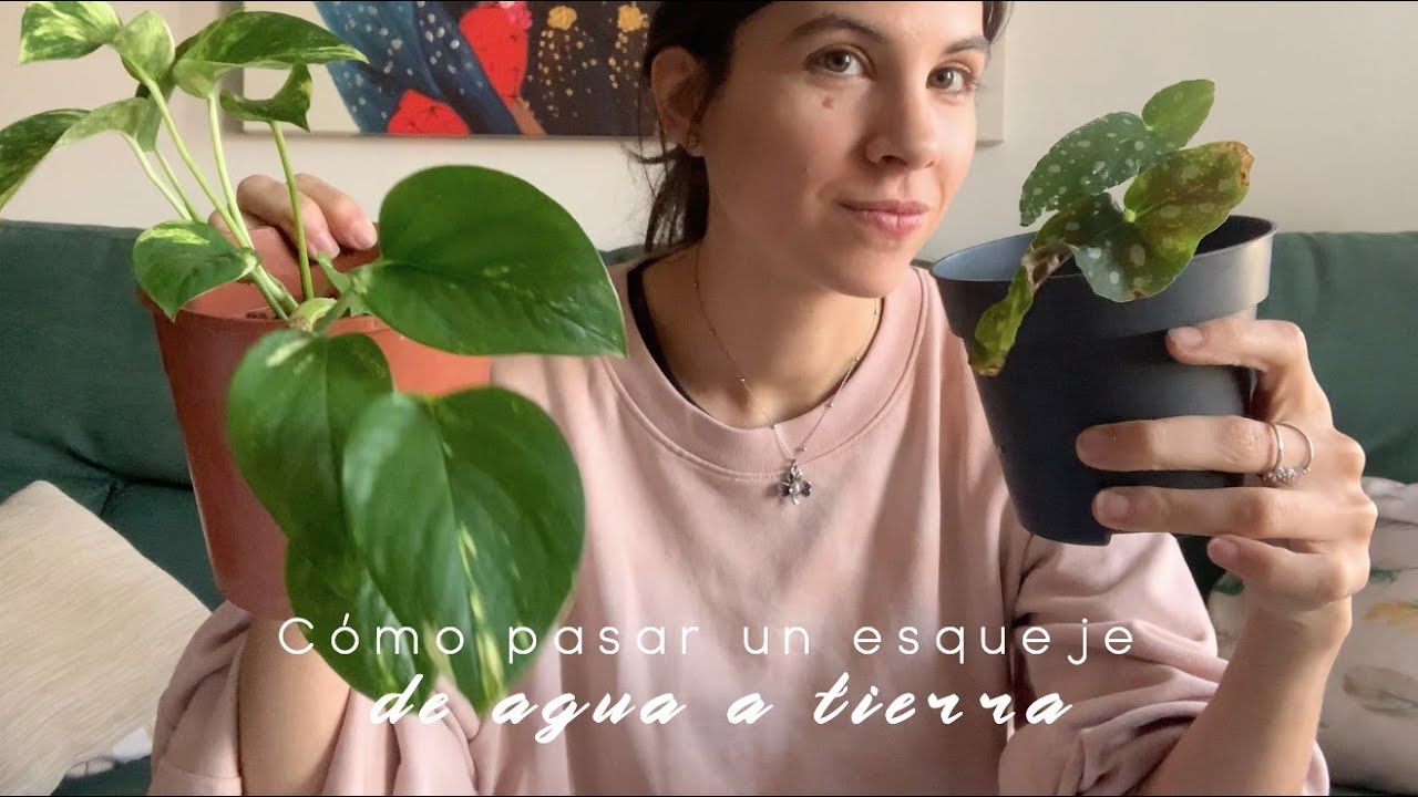 Cómo pasar un esqueje de agua a tierra con éxito: plantamos juntos uno de Poto y Begonia Maculata
