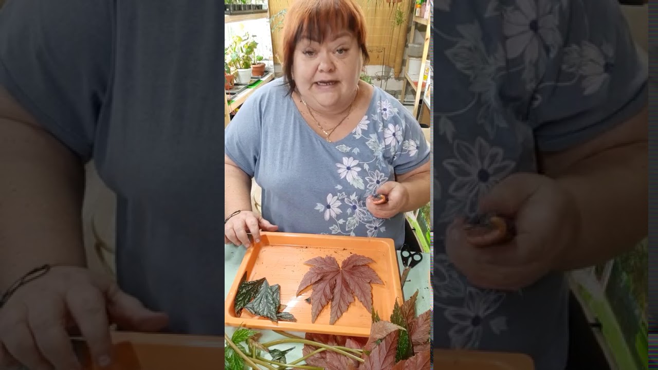 размножение бегонии