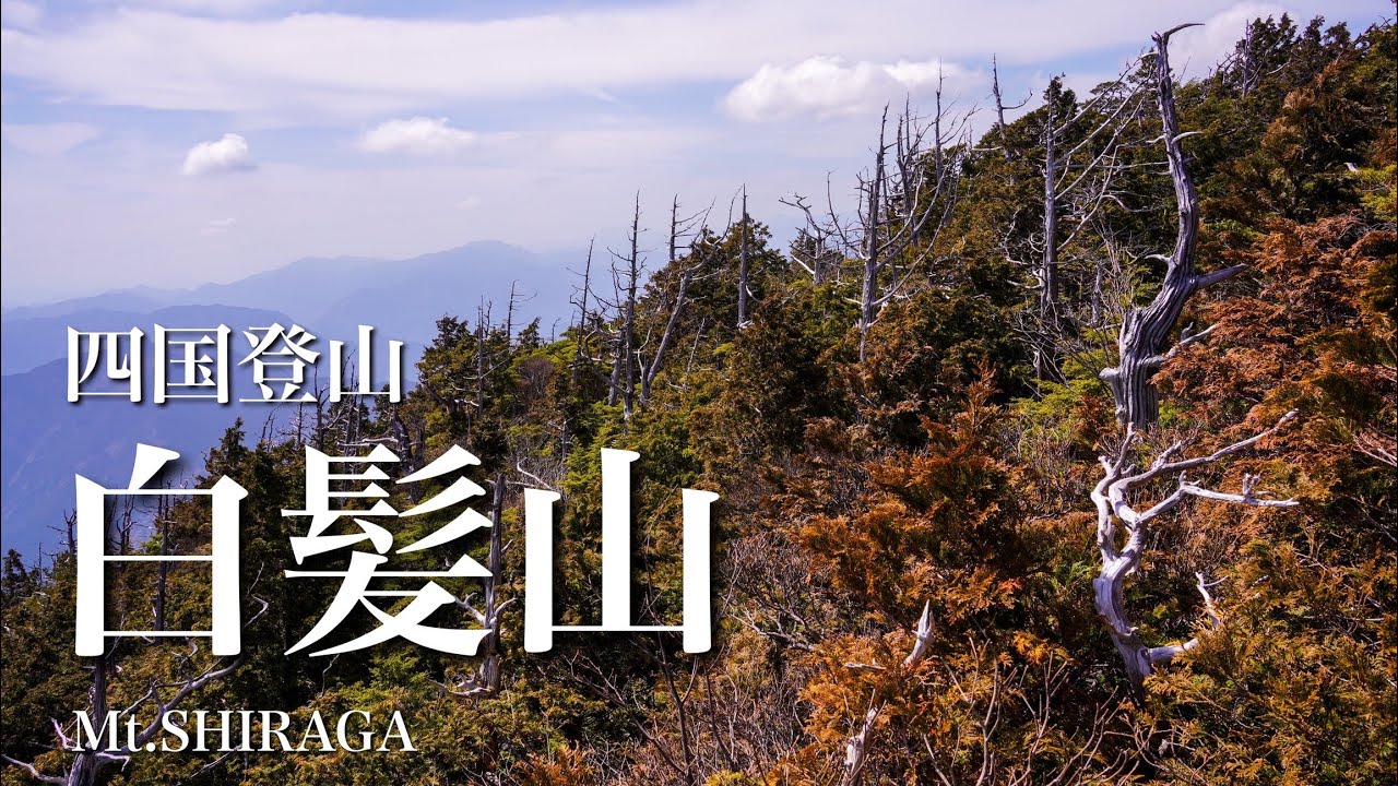【四国登山】樹木のアートが楽しめる高知県の山/白髪山