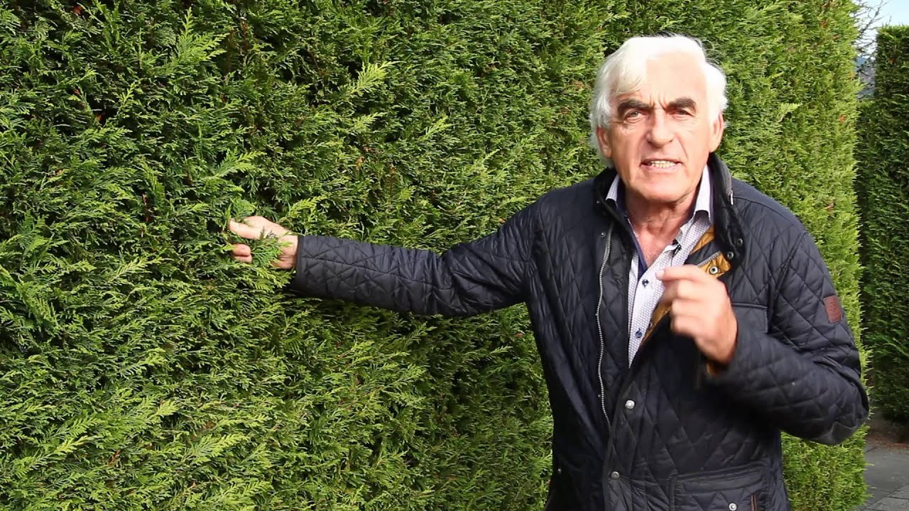 Die Leyland-Zypresse im VOL.AT-Gartentipp
