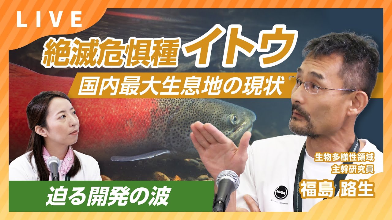 絶滅危惧種イトウ 国内最大生息地の現状【すごいぞ！生物ニュース2024】