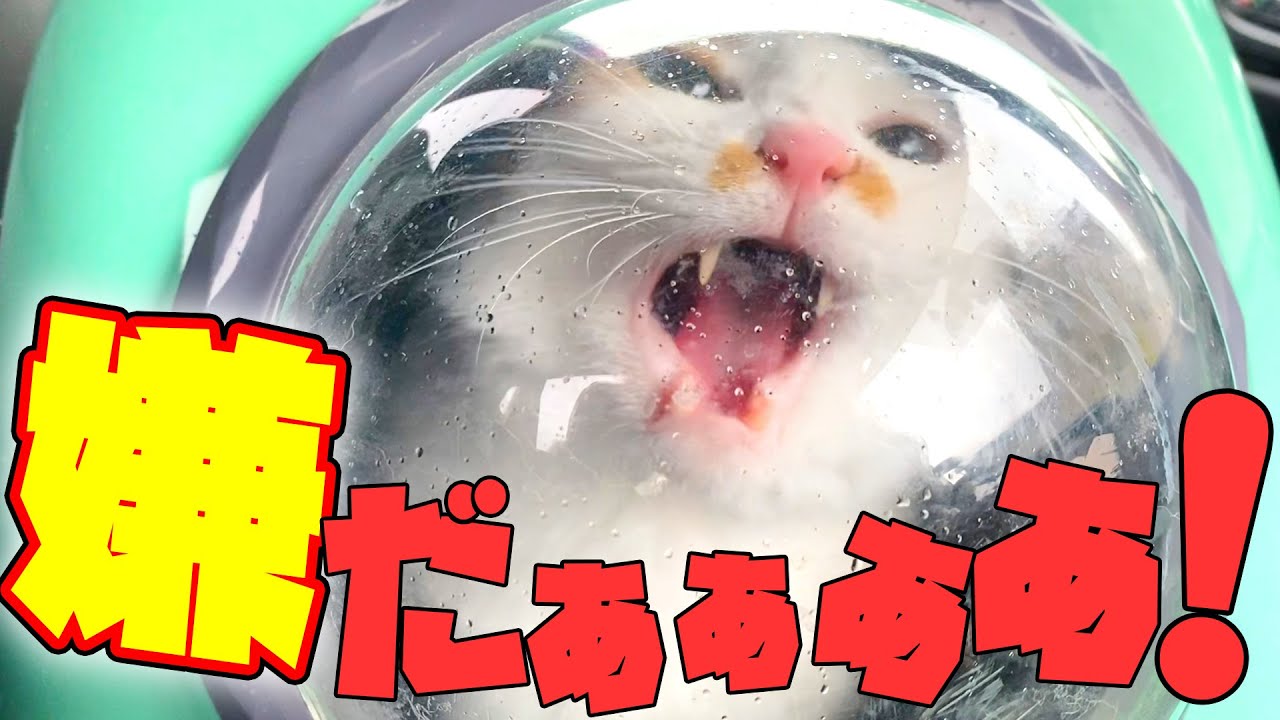 病院が嫌いすぎて泣き叫ぶ猫