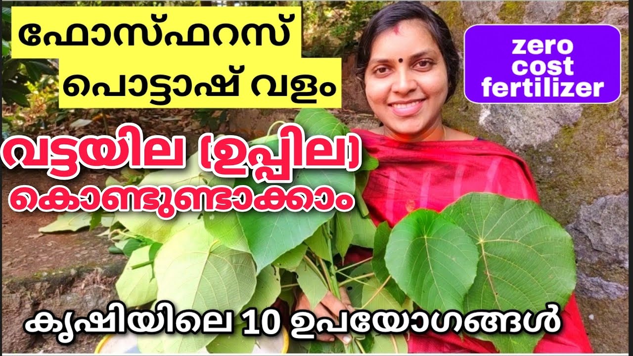ഫോസ്ഫറസ് , പൊട്ടാഷ് വളം വട്ടയില (ഉപ്പില) കൊണ്ടുണ്ടാക്കാം|കൃഷിയിലെ 10 ഉപയോഗങ്ങൾ| Zero cost fertilizer