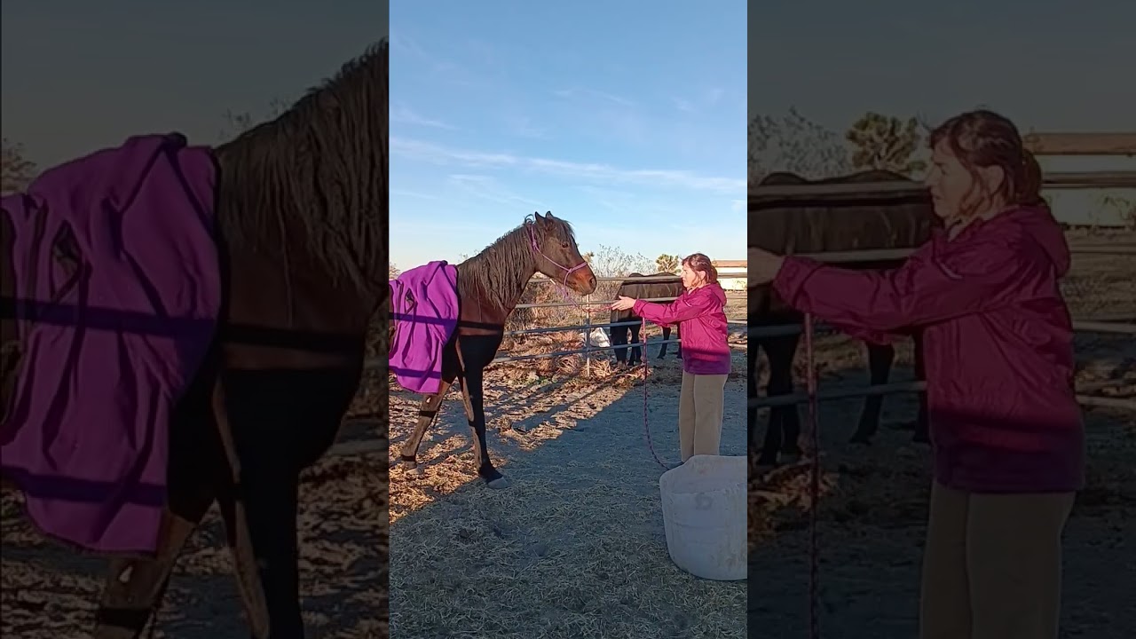 Blanket training on Hassan rhe Arabian