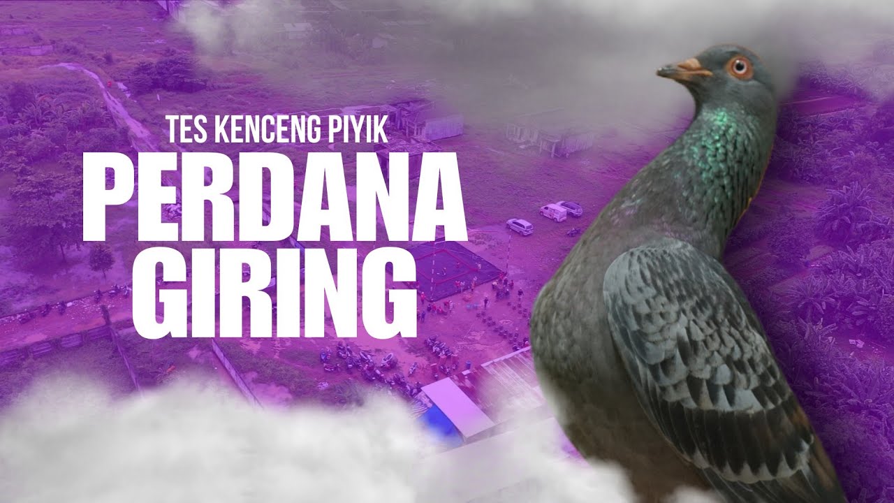 TES KENCENG PIYIKAN PERDANA KE LAPAK DAN PERDANA GIRING