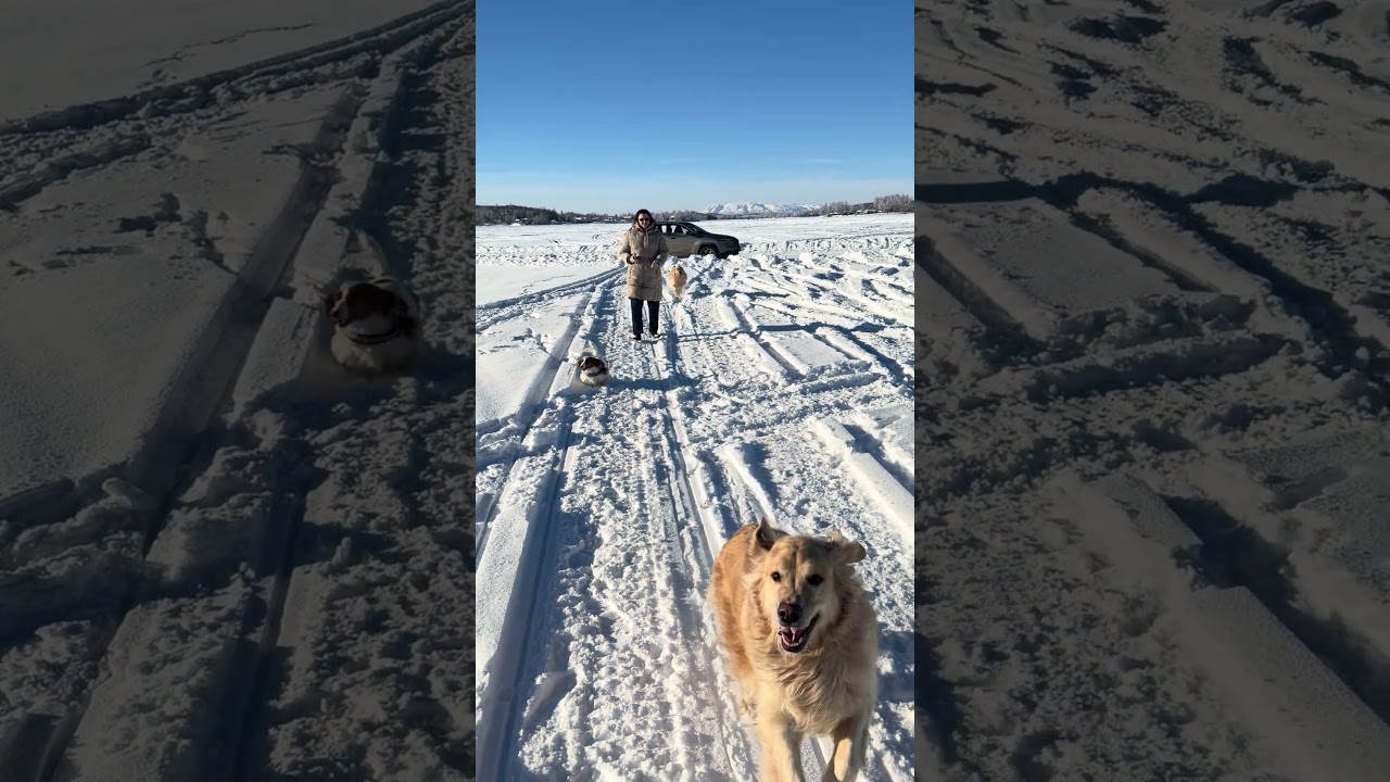 Play time#fun #dog #dogs #winter #snow #goldenretriever #outdoors #play #like #explore #life #wow