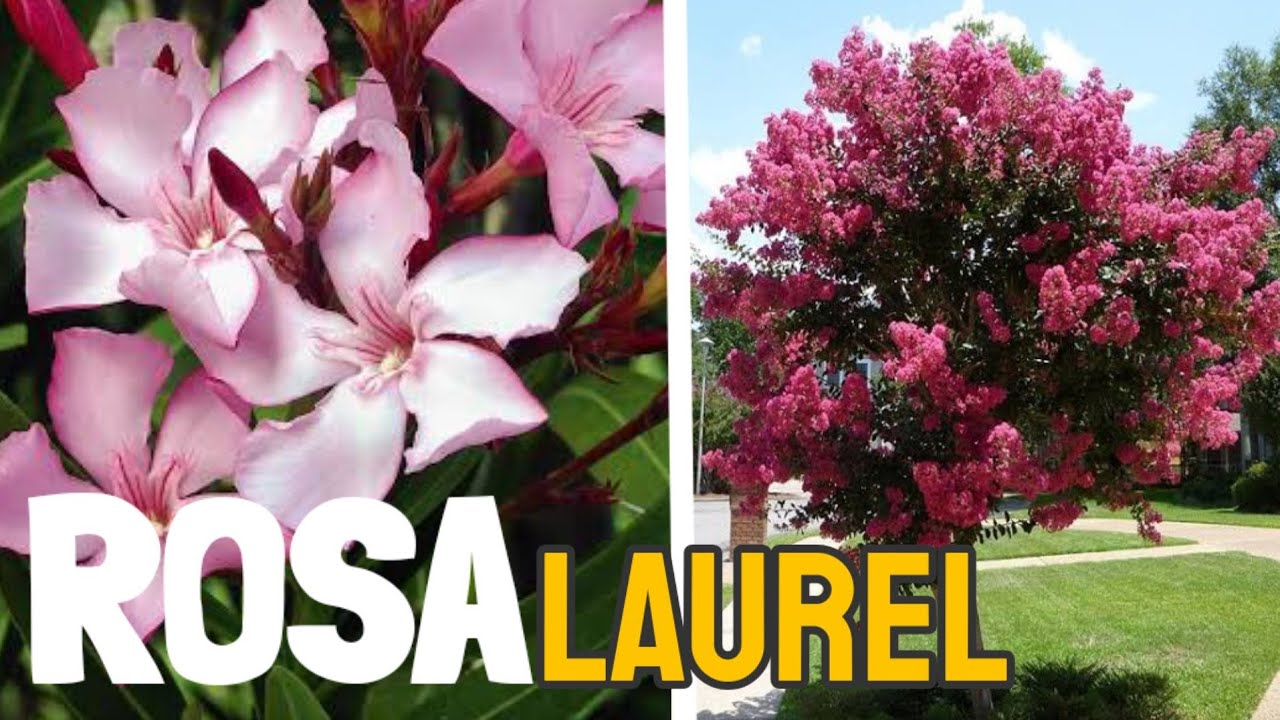 Rosa laurel reproducción por esquejes (adelfa)