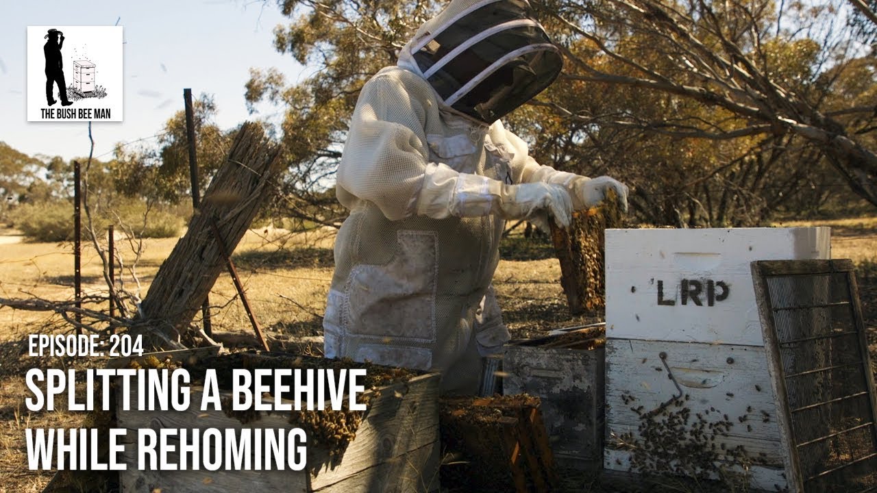 Разделение улья при переселении — The Bush Bee Man