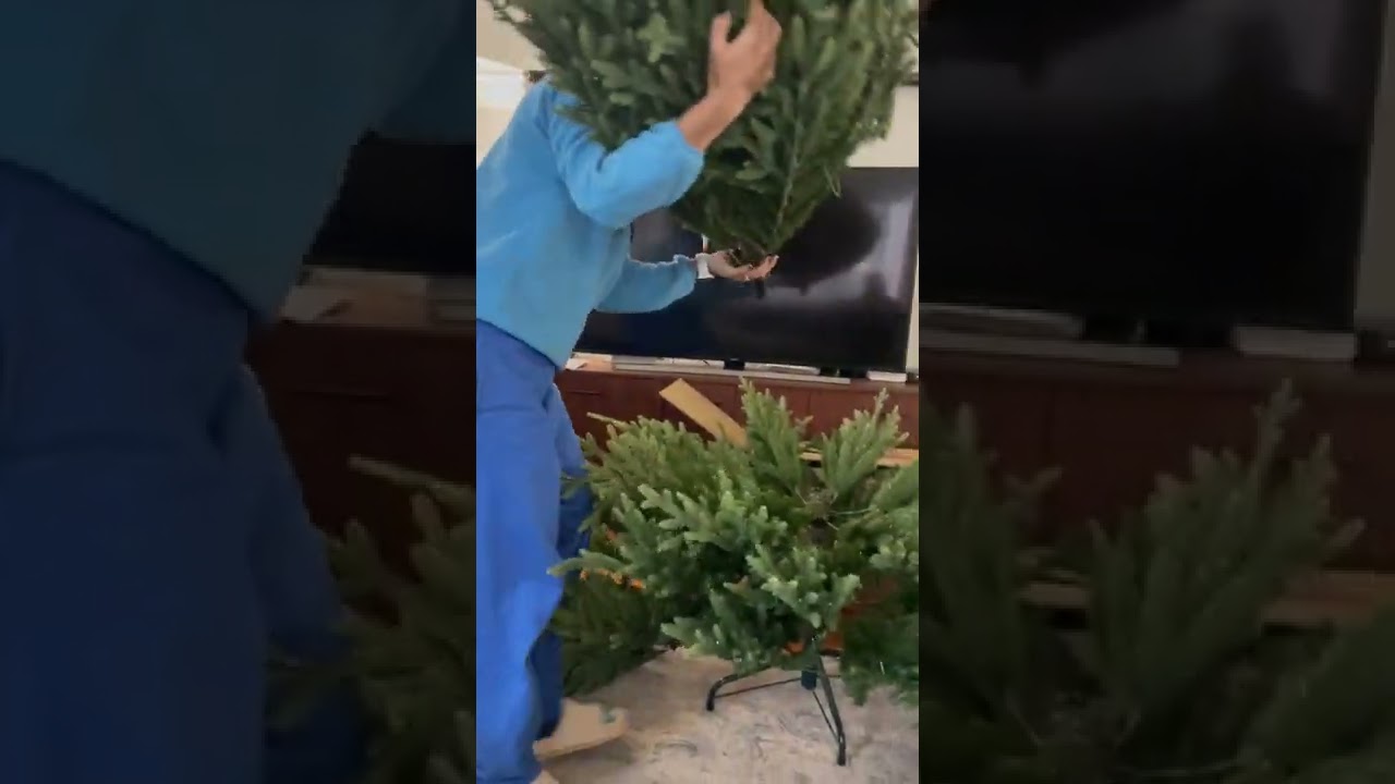 #holidayliving 7.5&rsquo; LED Pre-Lit Acadia Spruce Tree Set Up from #lowes