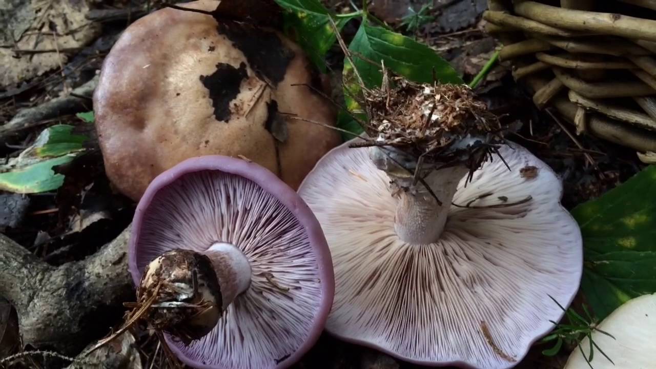 The Blewit - Clitocybe Nuda