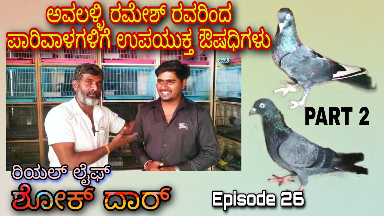 REAL LIFE SHOKDHAR | Avalahalli Ramesh | PART 2 | ಪಾರಿವಾಳಗಳಿಗೆ ಉಪಯುಕ್ತವಾದ ಔಷಧಿಗಳು 🔴