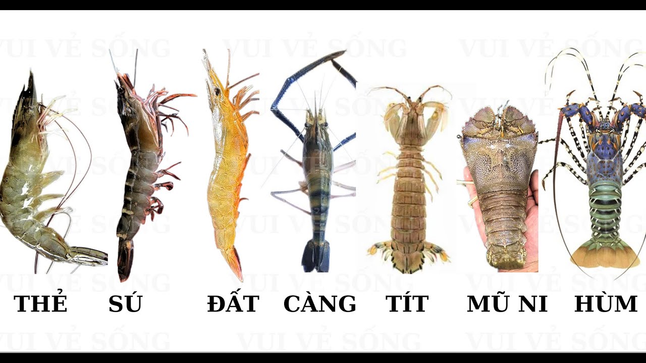 PHÂN BIỆT TÔM THẺ - TÔM ĐẤT - TÔM SÚ - TÔM CÀNG - TÉP|| TÔM THIÊN NHIÊN - TÔM NUÔI - TÔM MŨ NI - HÙM