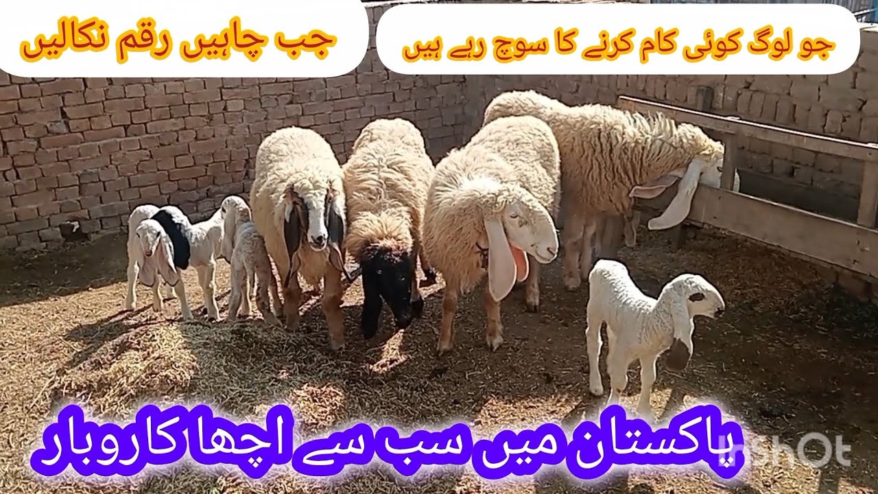 Sheep farming Pakistan #sheepfarming #bakramandi 