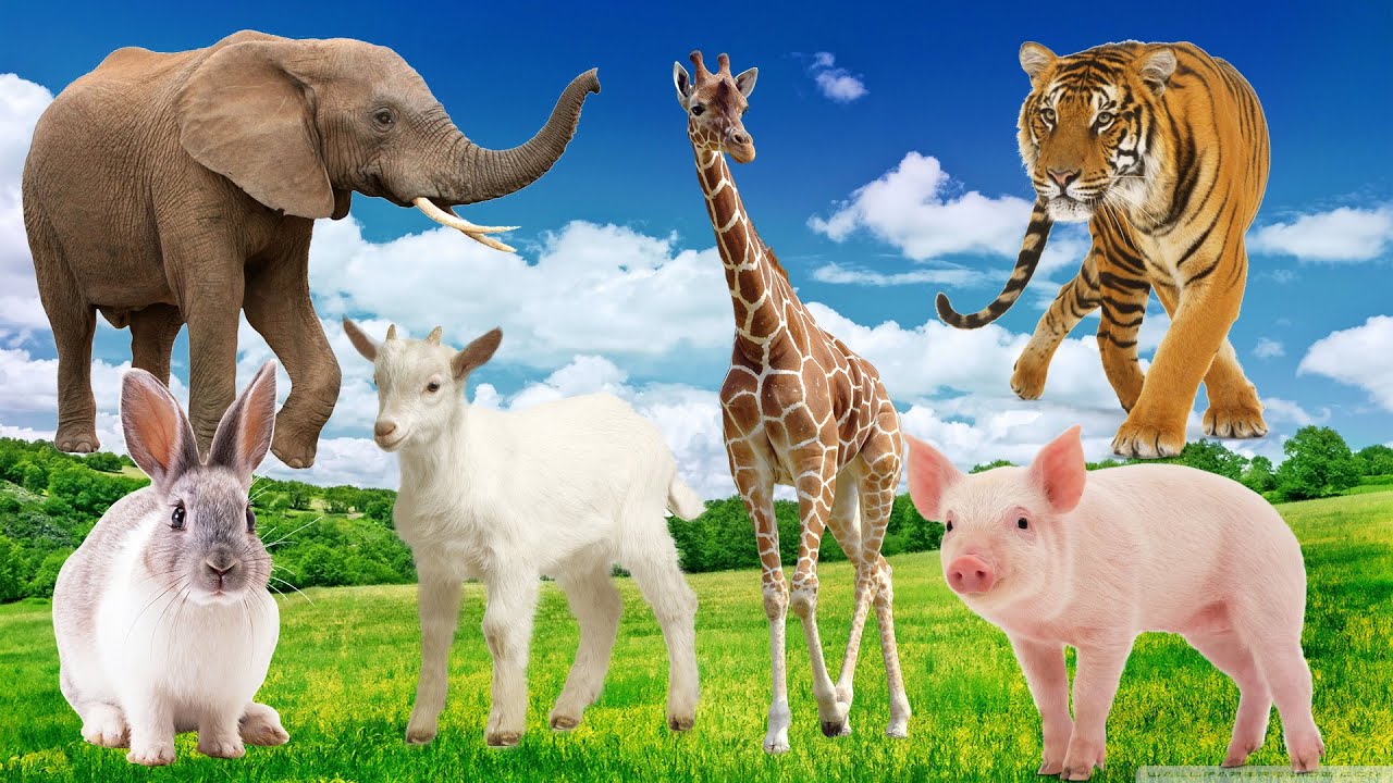 See animals playing in the grasslands, playful animals: elephants, bears, monkeys, horses