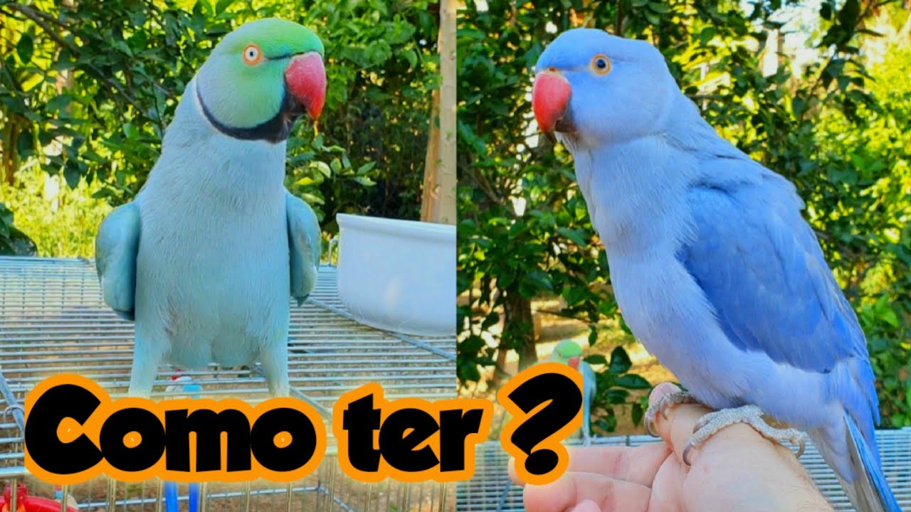 COMO TER UM RING NECK MANSO DE ESTIMAÇÃO - NUNCA COMPRE UMA AVE ILEGAL DO TRÁFICO DE SILVESTRES