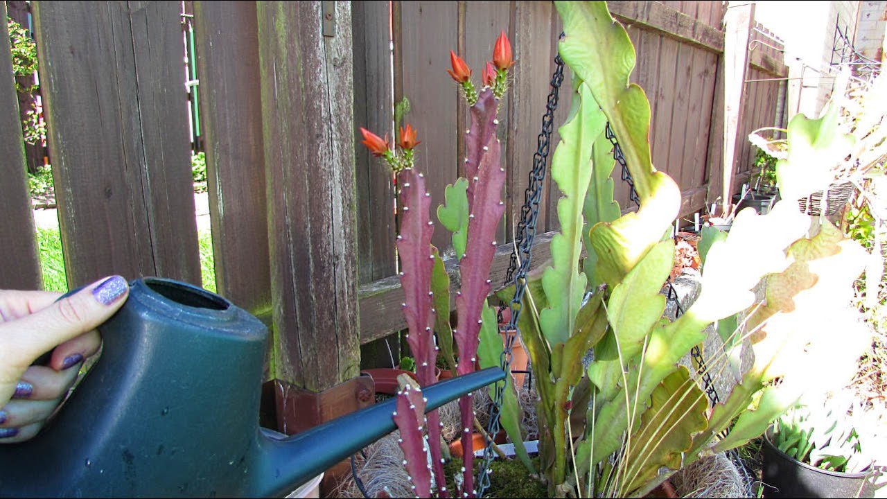 VLOG - Watering my Epiphytic Rainforest Cacti after their Winter rest
