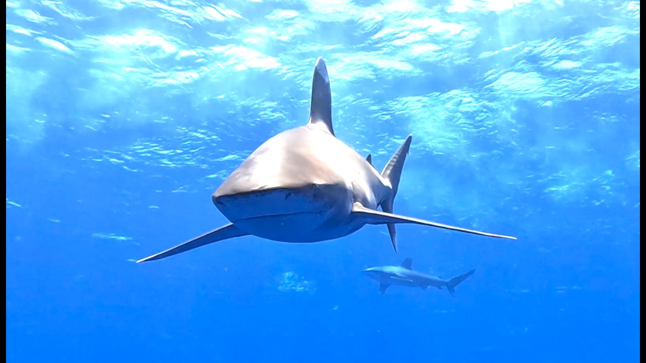 Oceanic Whitetips: Diving with a Legendary Predator