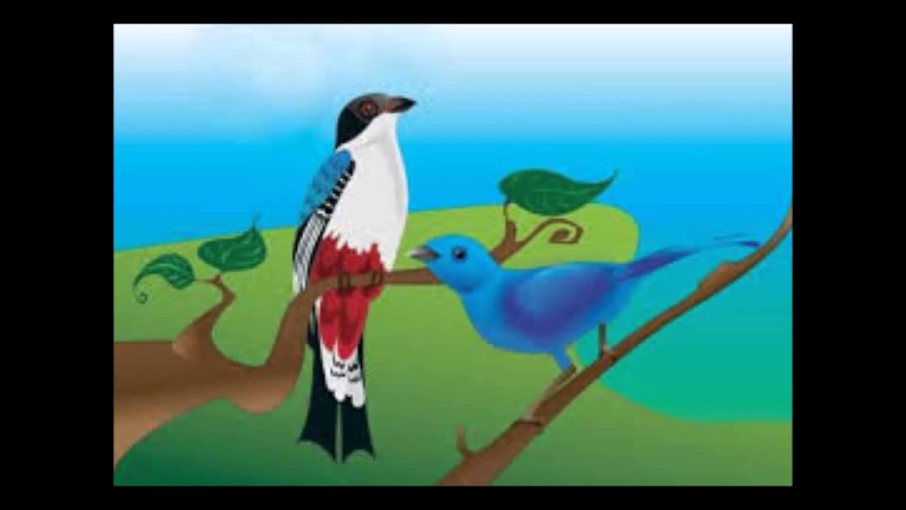 El pájaro Cu