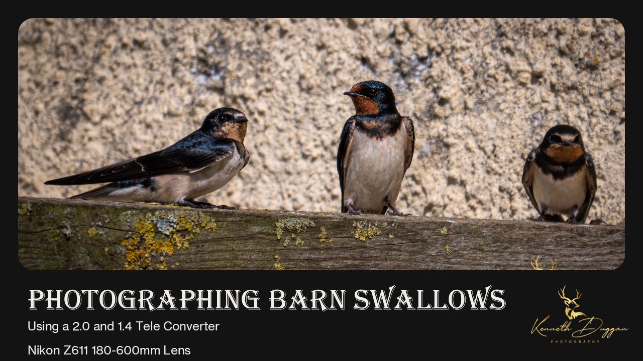 Irish Wildlife and Nature. Photographing Swallows at a Derelict Building,