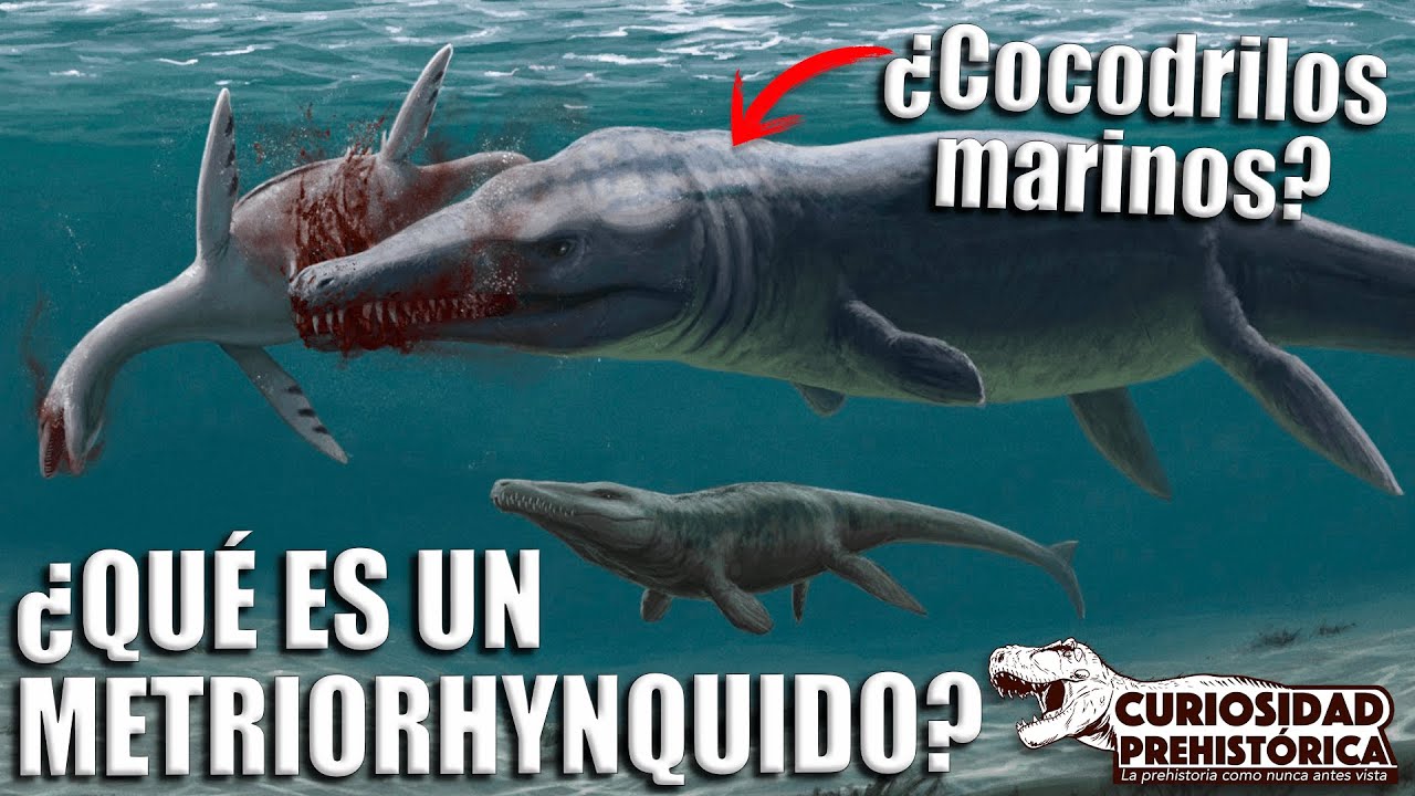 ¿QUÉ ES UN METRYORHINQUIDO? - “Los Cocodrilos Marinos de la Era de los Dinosaurios”