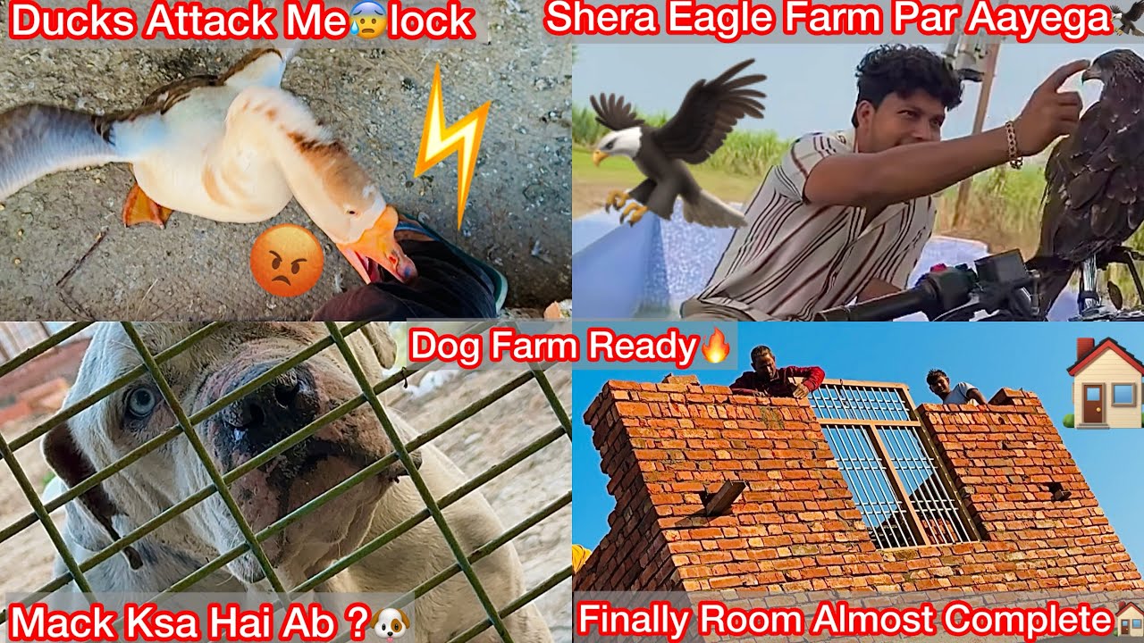 Mack Ki Rock K Sath Dosti Soon😍|| Shera Eagle Ko Farm Par Sift Krna Ka Plan Bna🦅Ducks N Attack Kiya😨