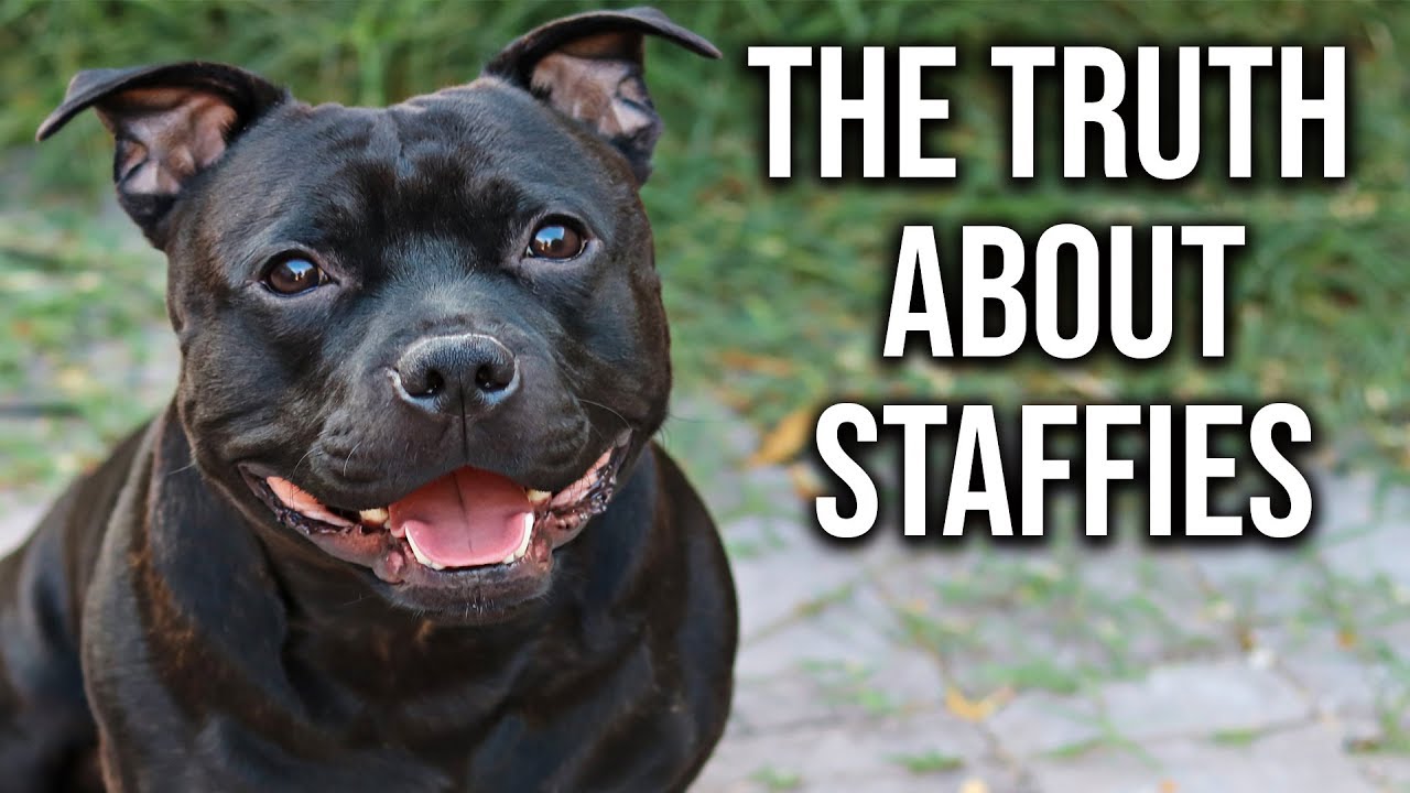 What you Need to Know about English Staffies