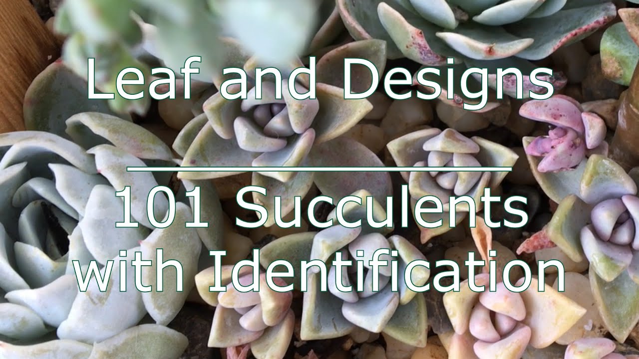 101 Succulents with identification | Succulents of The Day | Leaf and Designs | Succulentas del Dia