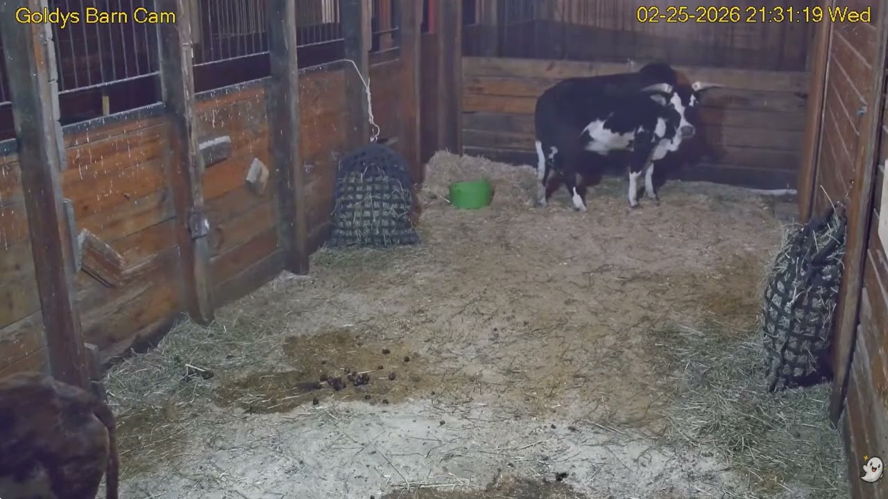 Goldy's  Barn Rescues  8pm to 1023pm;Elvis Gemmie ; Sally Chickens back  2252026